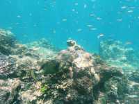 Scuba diving at Ko Bida Nok