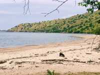 Fascinating komodo dragons