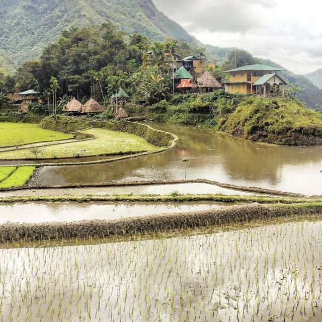 Rice Terraces