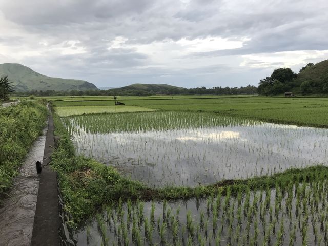 The rice fields landscape 