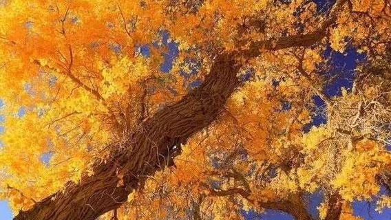 xian zhi ji guan nong chang