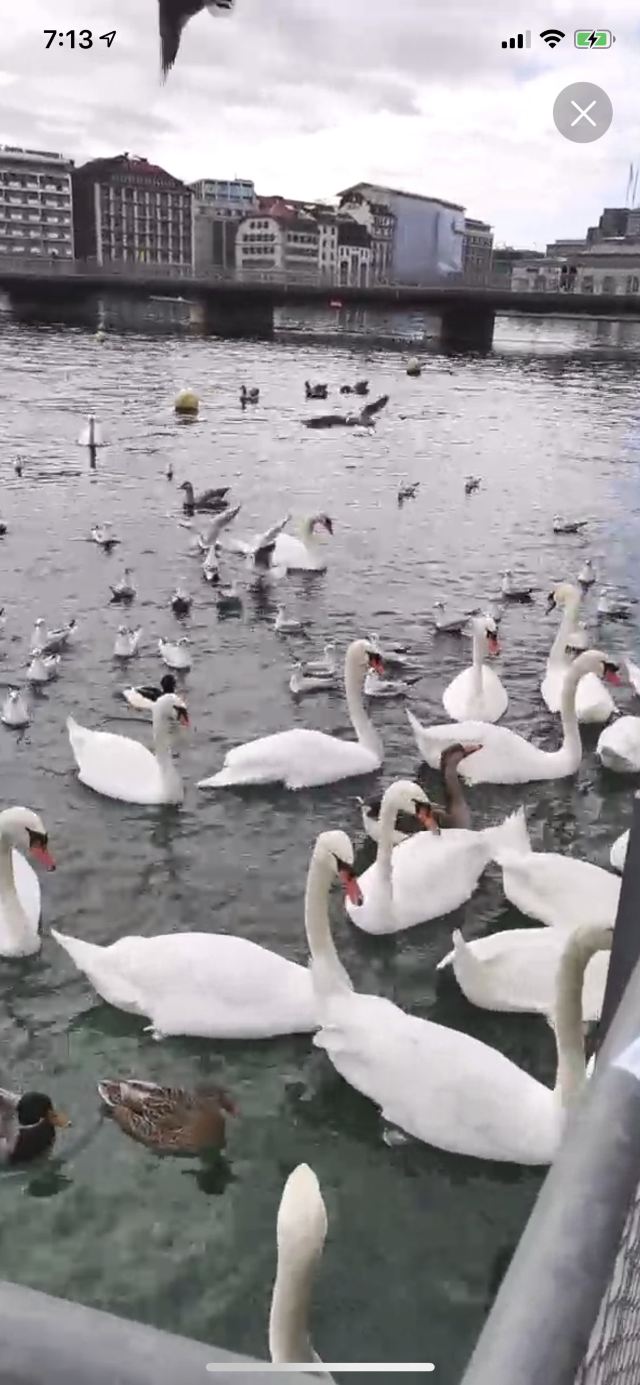 日內瓦湖