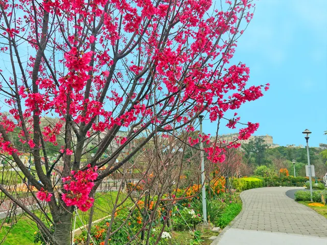 【櫻花季】粉紅大爆發，新北13處賞櫻勝地推薦打卡熱點一次看