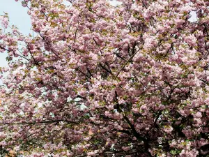 逍遙津公園