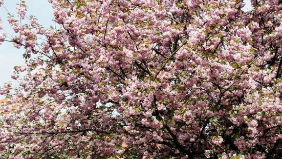 逍遥津公園