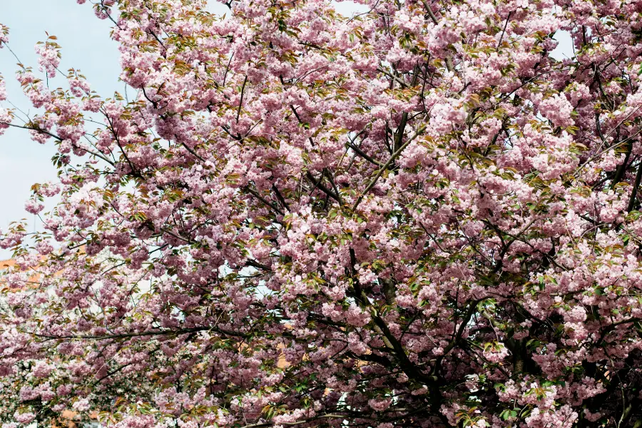 逍遥津公園