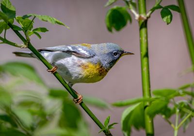 Rocklands Bird Sanctuary (Montego Bay)