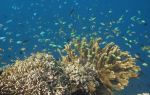 Coral Island