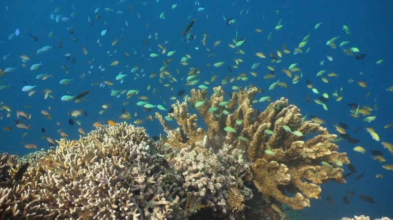 Coral Island