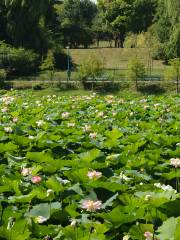 青城公園