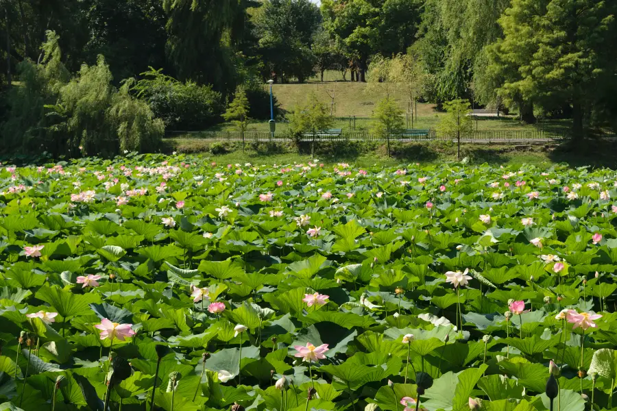 Qingcheng Park