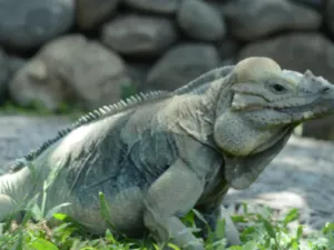 巴厘島爬行動物公園