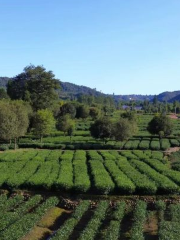 古蜀皇茶茶文化生態体験園