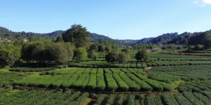古蜀皇茶茶文化生態體驗園