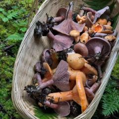 抚海湾石锅鱼·野生菌·猪肚包鸡(三十六年店) User Photo