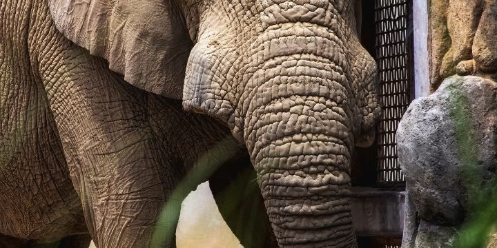 Zoo Knoxville