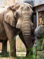 諾克斯維爾動物園