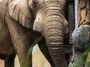 諾克斯維爾動物園