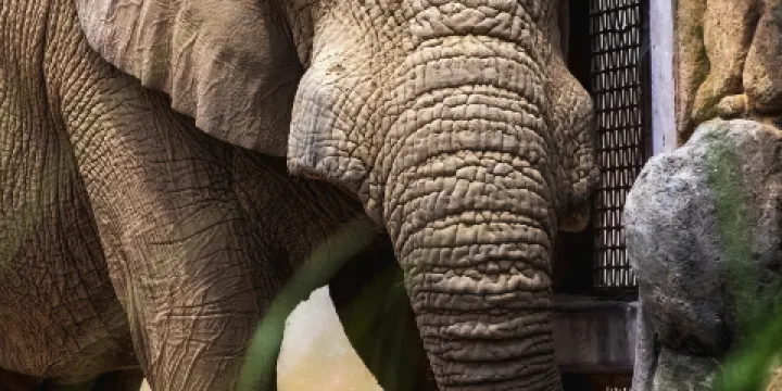 諾克斯維爾動物園