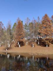 新龍国家生態森林公園