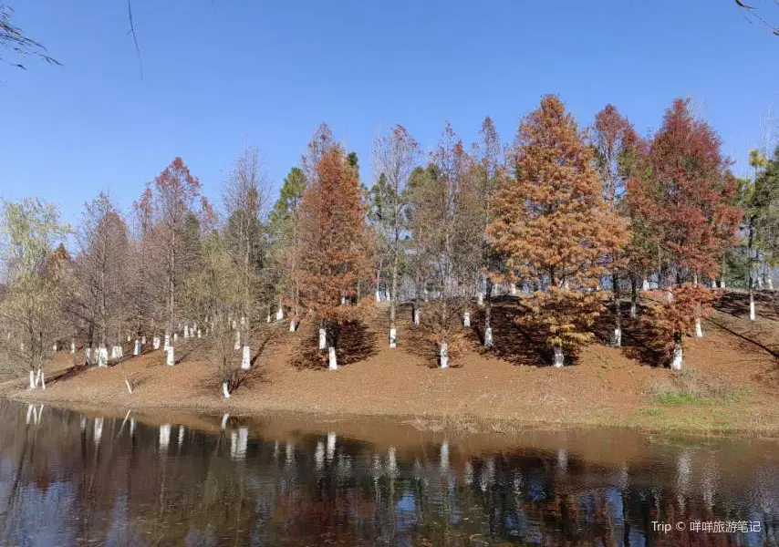 新龍國家生態森林公園