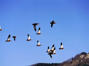 青島森林野生動物世界