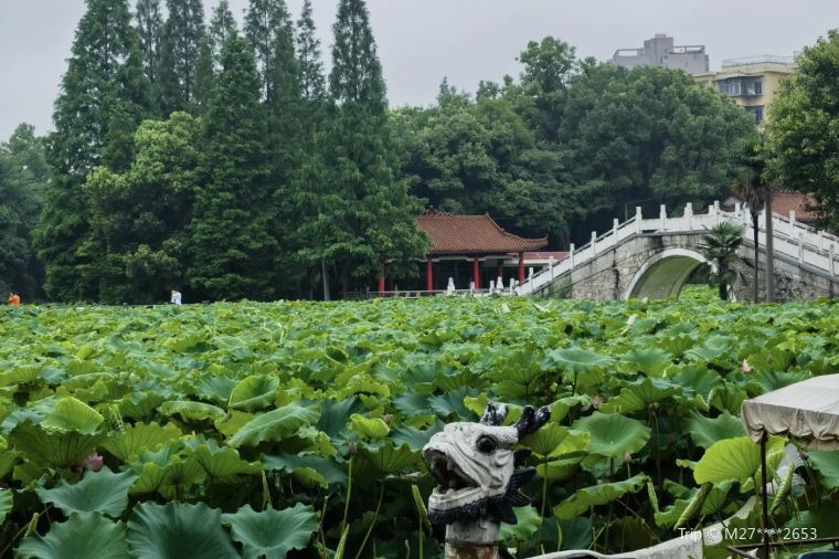 衡陽苗圃公園。圖片來源：Trip.com