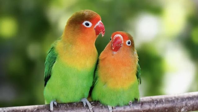 Agapornis Fischeri Scenic Spot