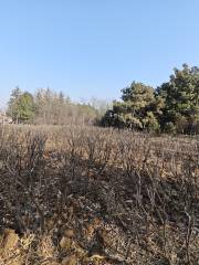 QinHan Urban Agriculture