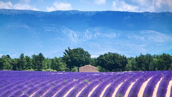 Valensole Lavender Festival