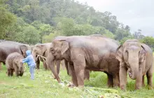 CHOKCHAI ELEPHANT CAMP ปางช้างโชคชัย ( 大象營 )