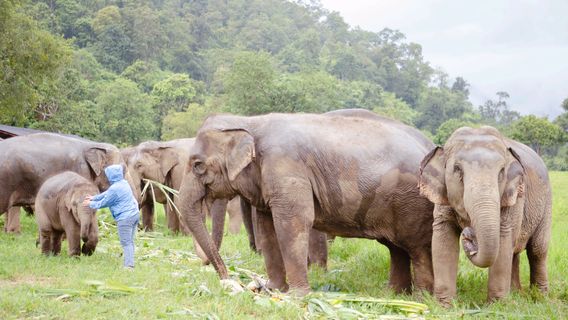 CHOKCHAI ELEPHANT CAMP ปางช้างโชคชัย ( 大象營 )