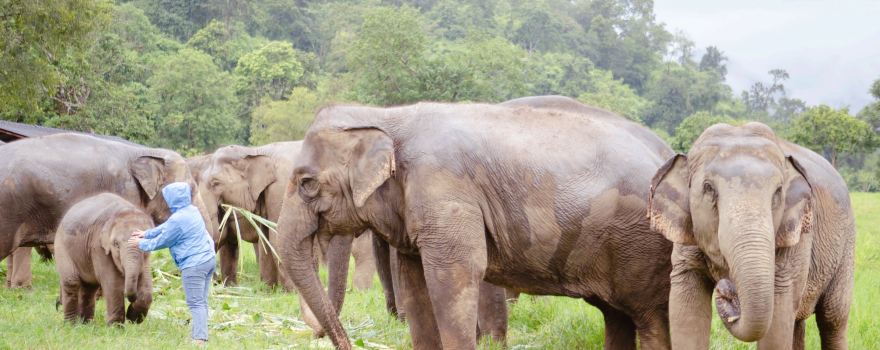 CHOKCHAI ELEPHANT CAMP ปางช้างโชคชัย ( 大象營 )