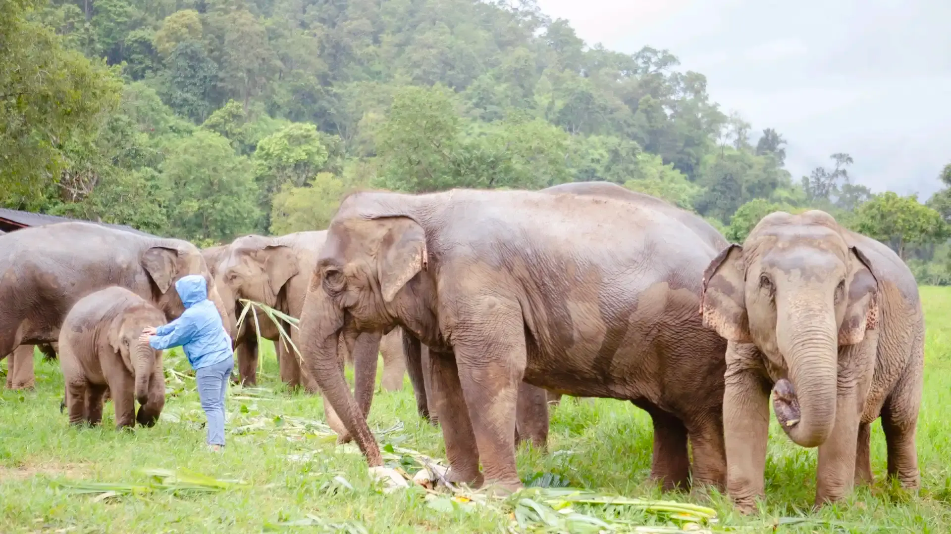 Hotels near Chokchai Elephant Camp Thailand