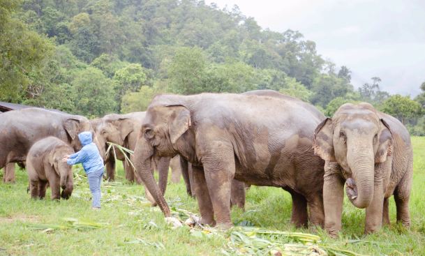 Chokchai Elephant Camp Thailand
