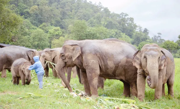 Chokchai Elephant Camp Thailand