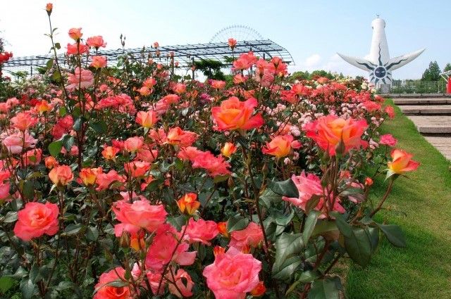 Autumn Rose Festival | Suita