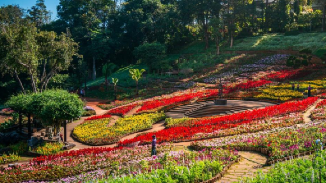 Colours of Doi Tung Festival