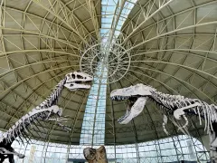 Zhucheng Dinosaur Museum