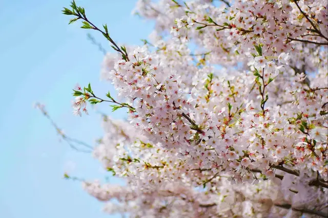 Experience the Spring Cherry Blossom Extravaganza in Shandong