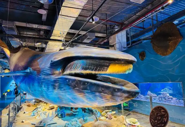 廈門科技館2025年度特展《大鯨家族》 | 廈門科技館
