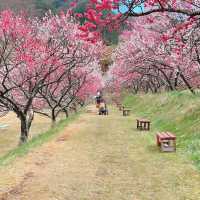 旅行|花桃の里(長野県阿智村)