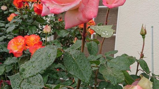 去朋友家做客，回来的途中，路过嵯峨野的一处花园，里面的玫瑰争