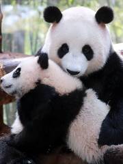 上海野生动物园-熊猫馆
