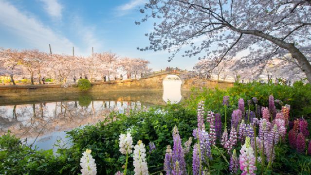 無錫黿頭渚+三國城+水滸城一日遊【上海出發&精選純玩】