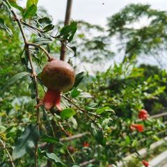 TU ZAO REN GU ảnh của người dùng