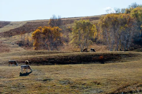 Hadamen Highlands Ranch