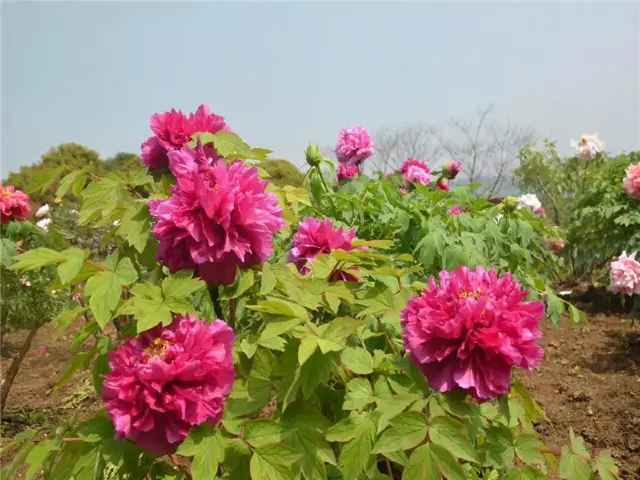 Changshu Peony Viewing