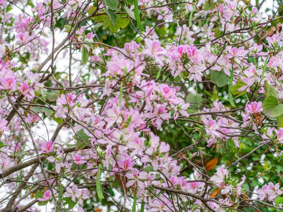 貴安花海拓展公園