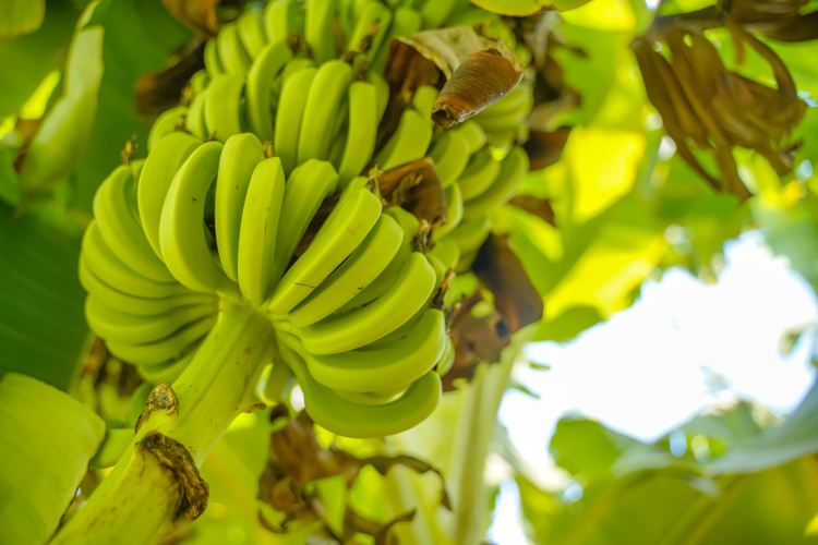 Xiamen Botanical Garden